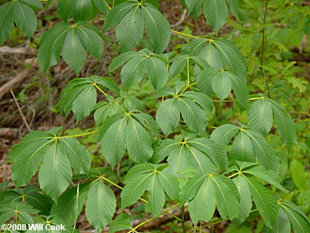 Painted Buckeye (Aesculus sylvatica)