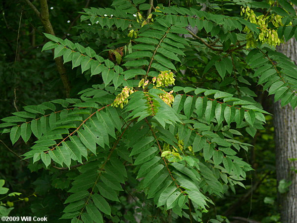 Tree-of-heaven (Ailanthus altissima)