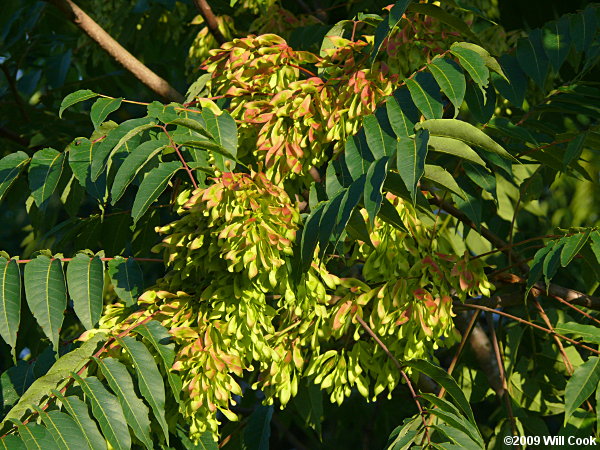 Tree-of-heaven (Ailanthus altissima)