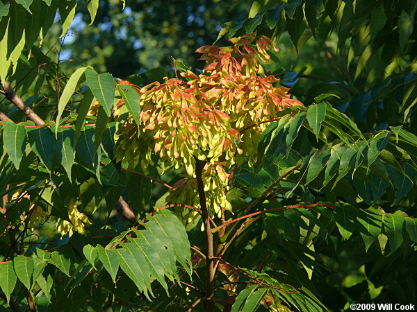 Tree-of-heaven (Ailanthus altissima)