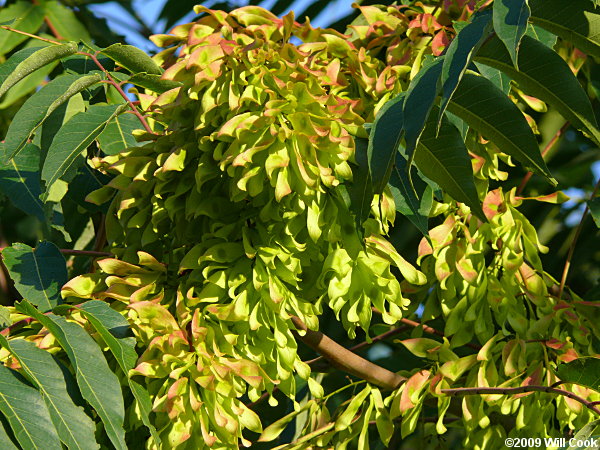 Tree-of-heaven (Ailanthus altissima)