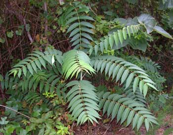 Tree-of-heaven (Ailanthus altissima)