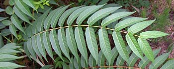 Tree-of-heaven (Ailanthus altissima)