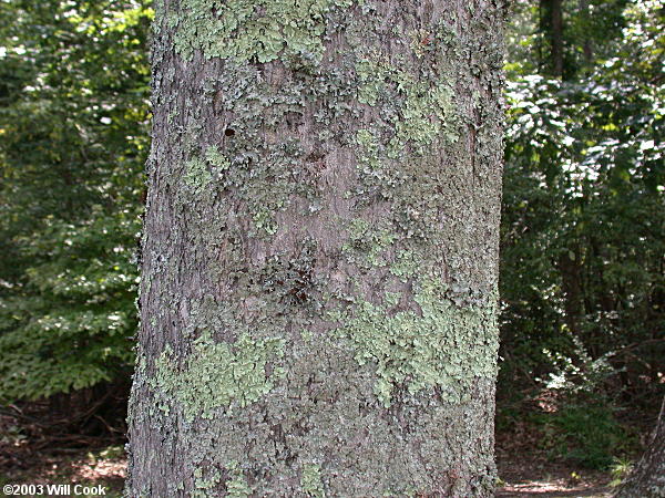 Tree-of-heaven (Ailanthus altissima)