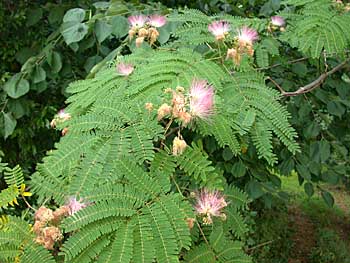 Silktree Mimosa (Albizia julibrissin)