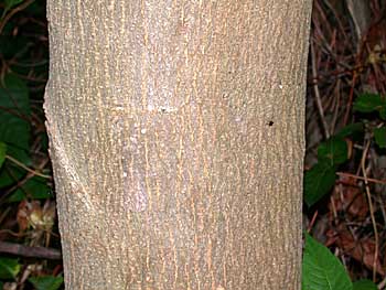 Silktree Mimosa (Albizia julibrissin)