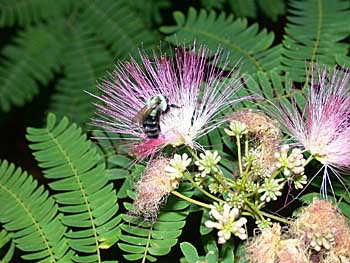 Silktree Mimosa (Albizia julibrissin)