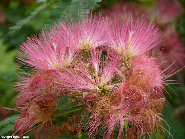 Silktree Mimosa (Albizia julibrissin)