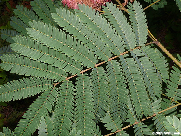 Silktree Mimosa (Albizia julibrissin)