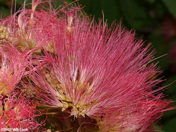 Silktree Mimosa (Albizia julibrissin)