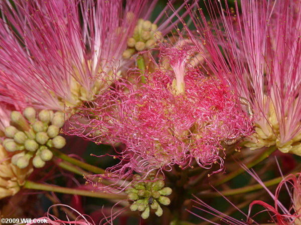 Silktree Mimosa (Albizia julibrissin)