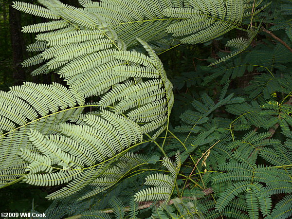 Silktree Mimosa (Albizia julibrissin)