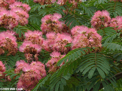 Silktree Mimosa (Albizia julibrissin)