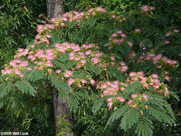 Silktree x Kalkora Mimosa (Albizia julibrissin x kalkora)