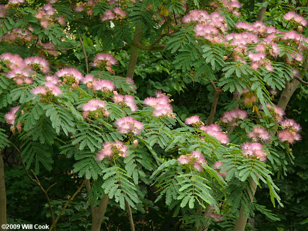 Silktree x Kalkora Mimosa (Albizia julibrissin x kalkora)