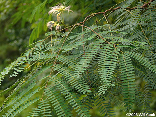 Kalkora Mimosa (Albizia kalkora)