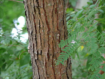 Kalkora Mimosa (Albizia kalkora) bark