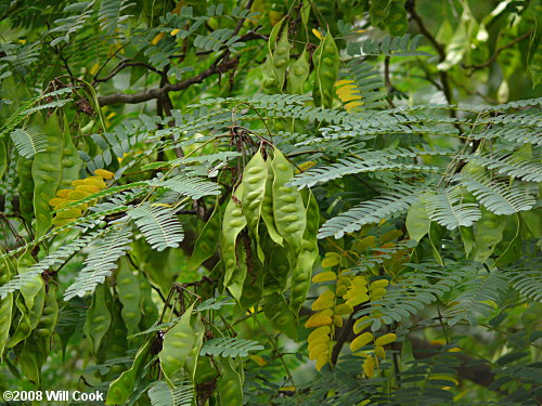 Kalkora Mimosa (Albizia kalkora)