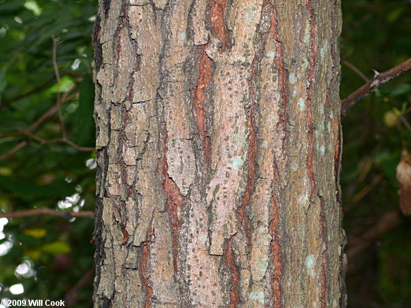 Kalkora Mimosa (Albizia kalkora) bark