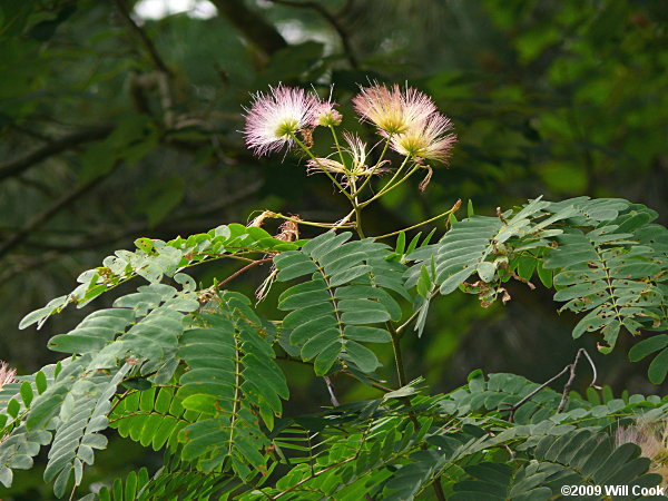 Kalkora Mimosa (Albizia kalkora)