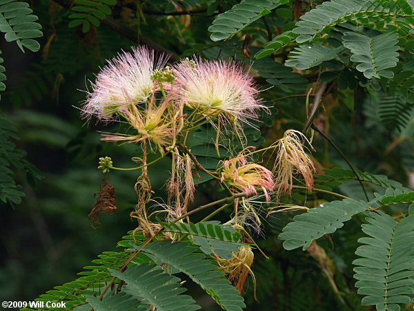 Kalkora Mimosa (Albizia kalkora)