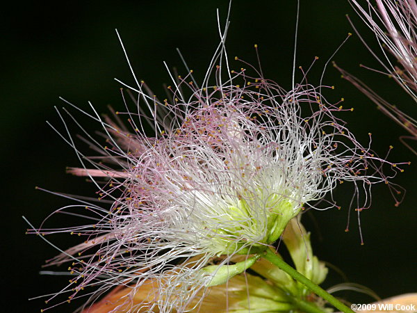 Kalkora Mimosa (Albizia kalkora)