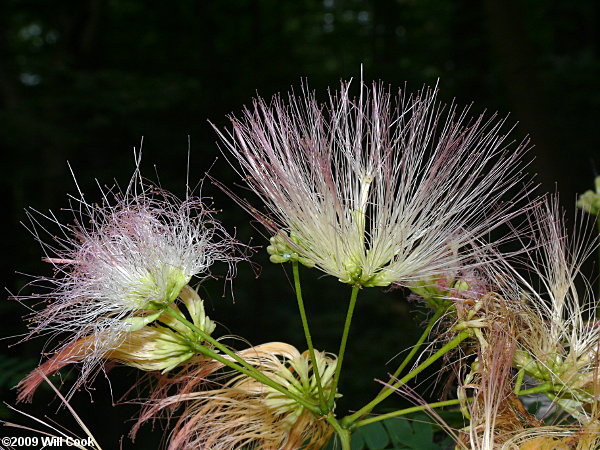 Kalkora Mimosa (Albizia kalkora)