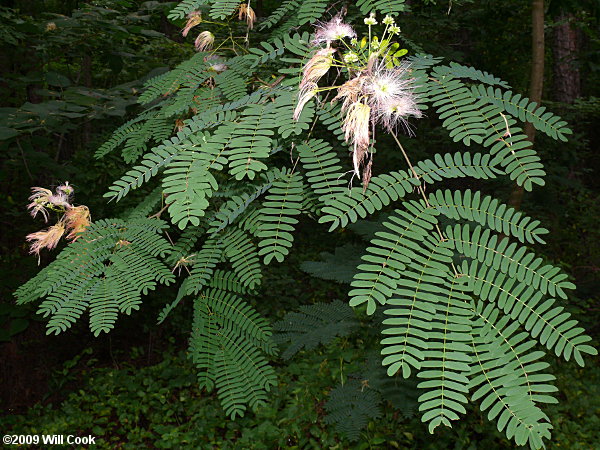 Kalkora Mimosa (Albizia kalkora)