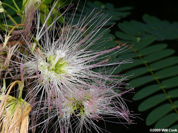 Kalkora Mimosa (Albizia kalkora)