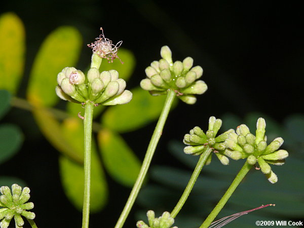 Kalkora Mimosa (Albizia kalkora) flowers