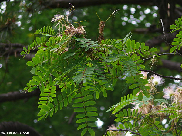 Kalkora Mimosa (Albizia kalkora)