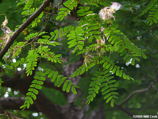 Kalkora Mimosa (Albizia kalkora)