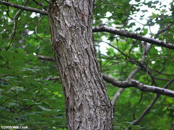 Kalkora Mimosa (Albizia kalkora) bark