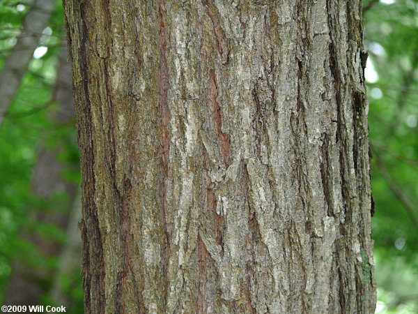 Kalkora Mimosa (Albizia kalkora) bark