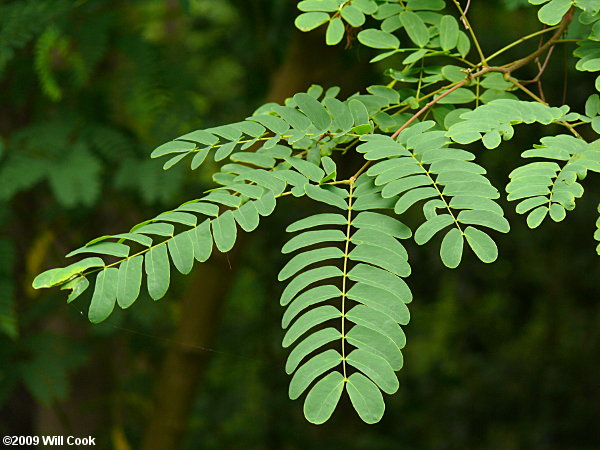 Kalkora Mimosa (Albizia kalkora)