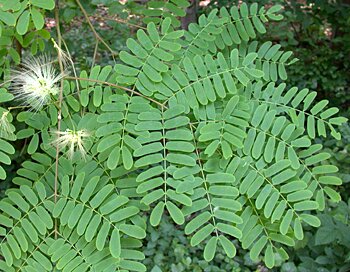 Kalkora Mimosa (Albizia kalkora)