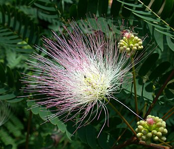 Kalkora Mimosa (Albizia kalkora)