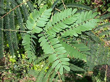 Kalkora Mimosa (Albizia kalkora)