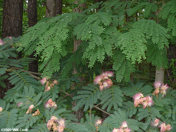 Kalkora Mimosa (Albizia kalkora)