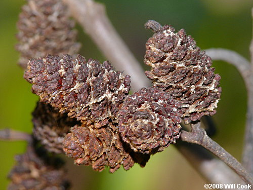 Hazel Alder (Alnus serrulata) fruits