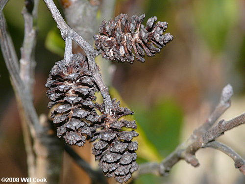 Hazel Alder (Alnus serrulata) fruits