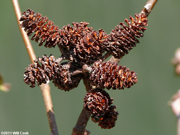 Hazel Alder (Alnus serrulata) fruits