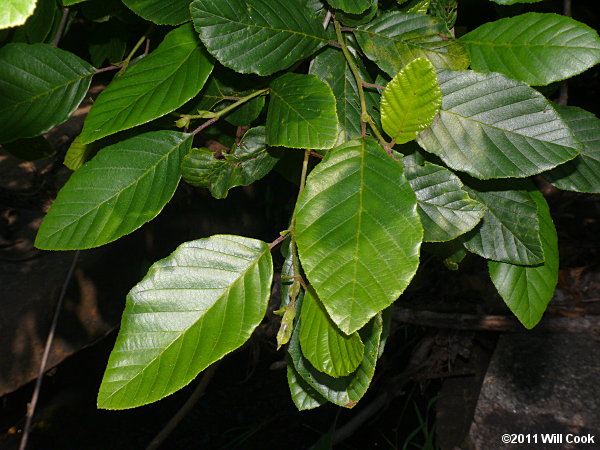 Hazel Alder (Alnus serrulata) leaves