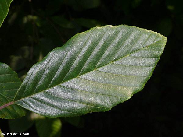 Hazel Alder (Alnus serrulata) leaves