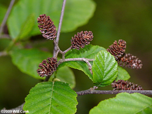 Hazel Alder (Alnus serrulata) fruits