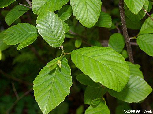 Hazel Alder (Alnus serrulata) leaves