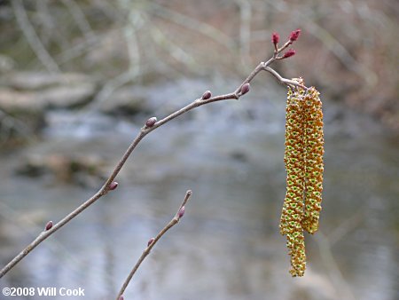 Hazel Alder (Alnus serrulata) flowers