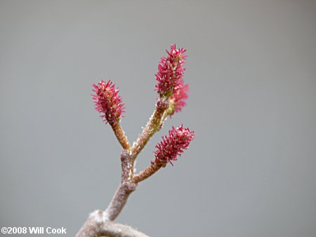 Hazel Alder (Alnus serrulata) female flowers