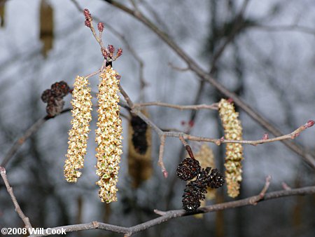 Hazel Alder (Alnus serrulata) male catkins