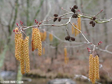 Hazel Alder (Alnus serrulata) male catkins